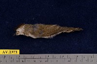 藏品(冠羽畫眉)的圖片